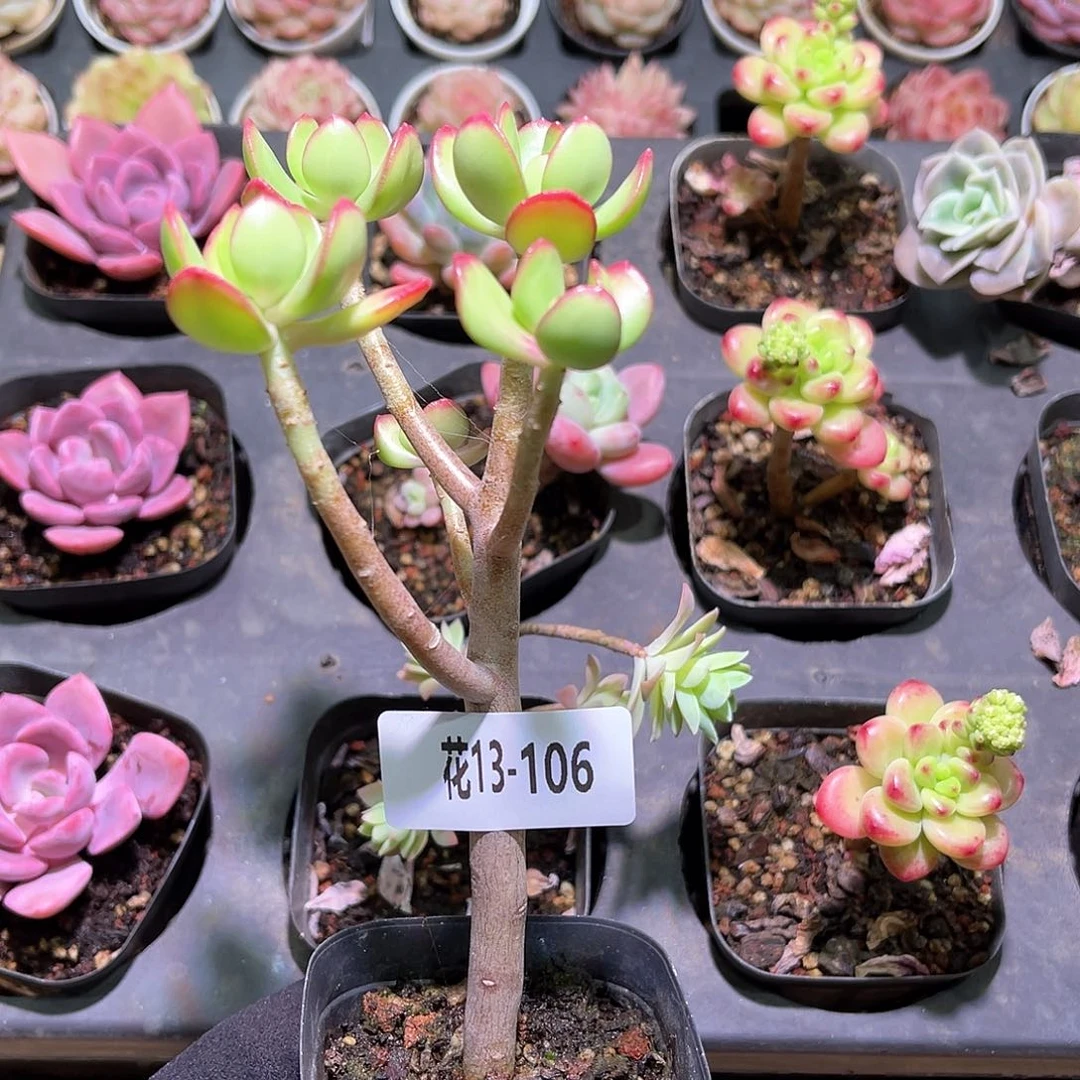 花利美13-106达摩宝珠