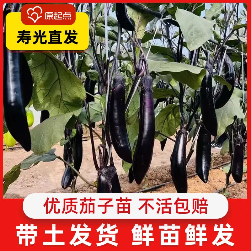 茄子苗秧苗紫把长茄苗大龙茄苗线茄幼苗黑圆茄种苗嫁接四季