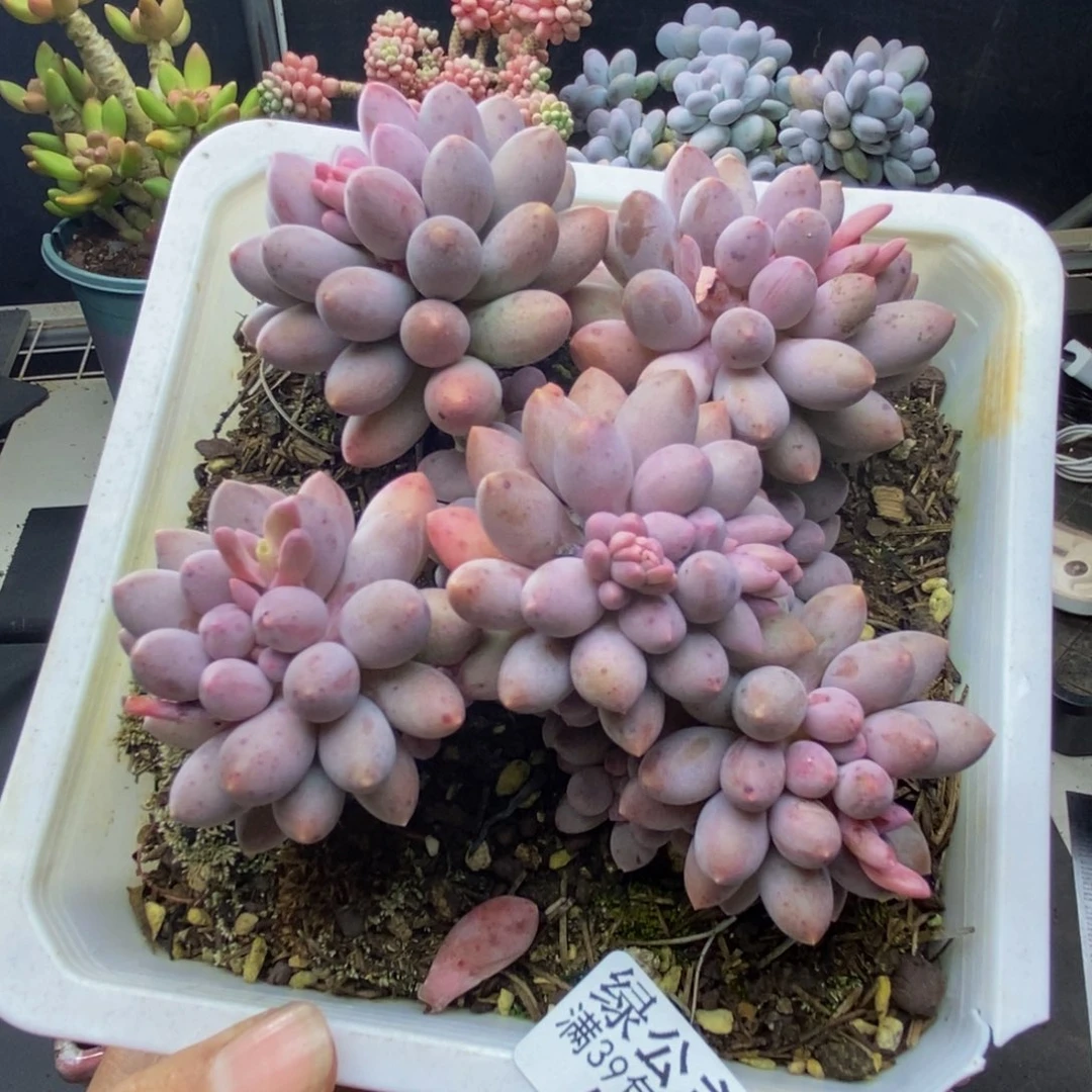 647婴儿手指多肉10c m