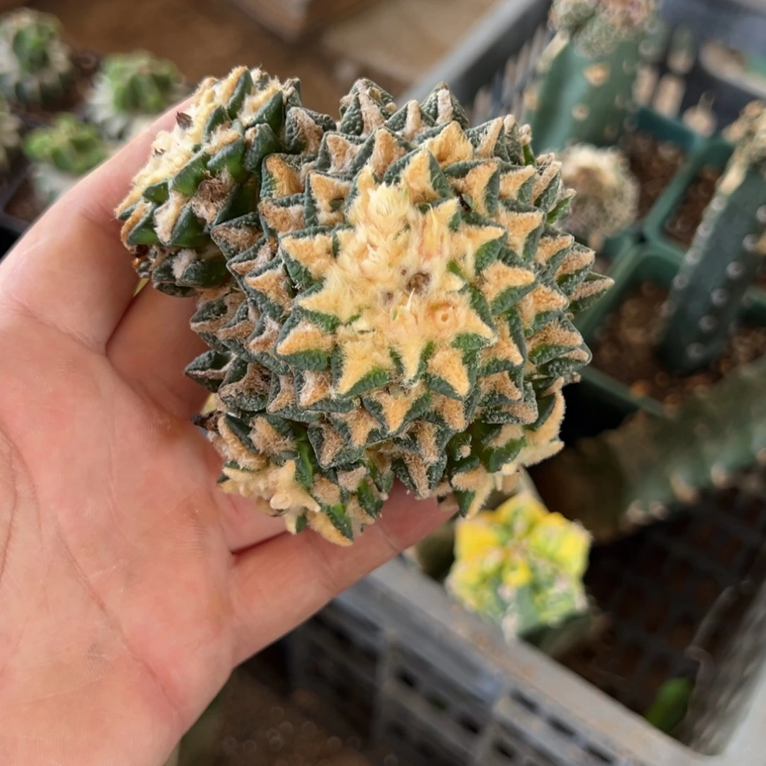 大尤黑牡丹仙人球3736