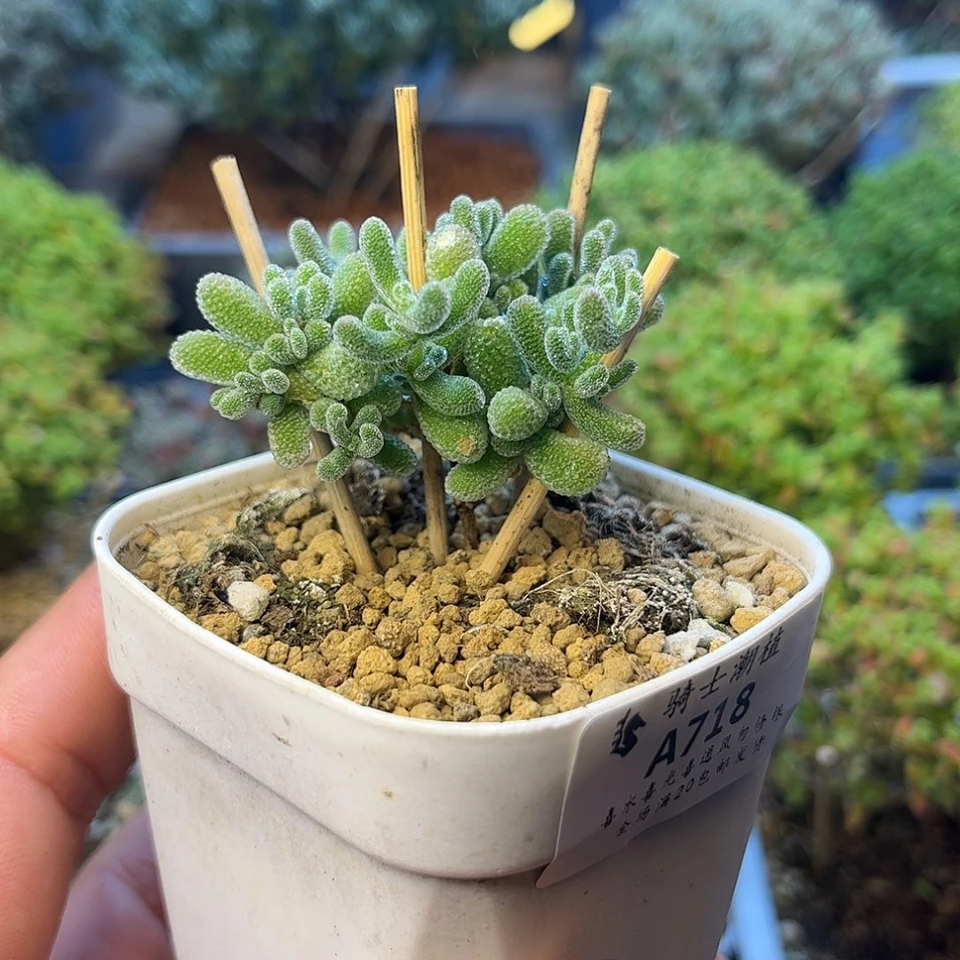 718优选冰晶枝干番杏