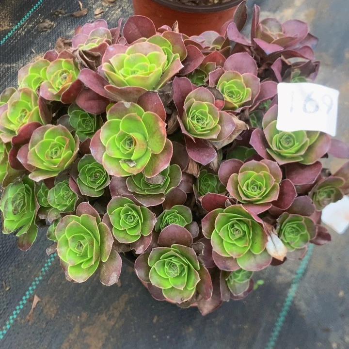 169玫瑰多多肉植物