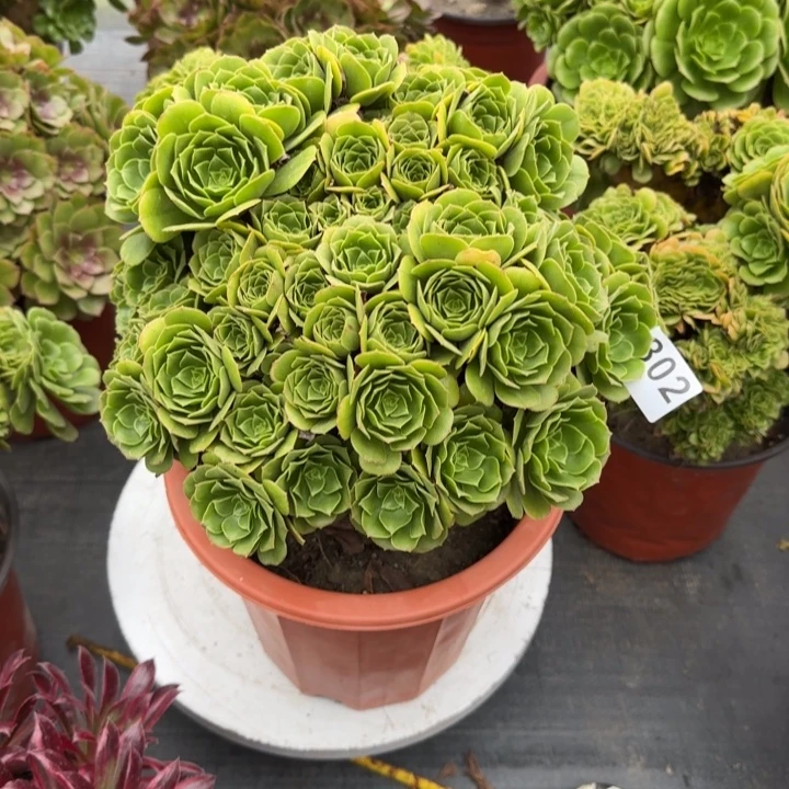 R***姐多肉植物绿朵朵802