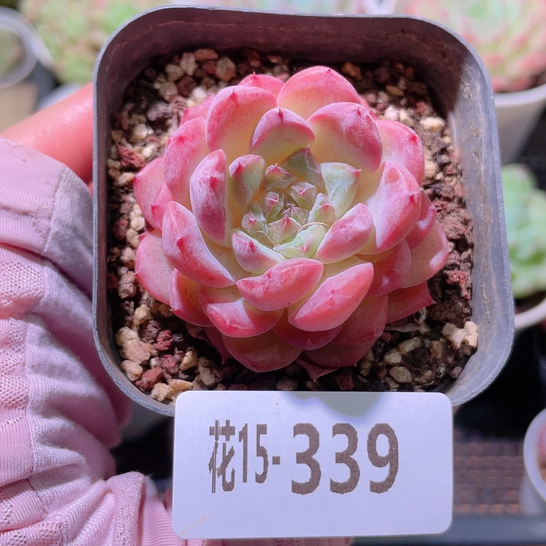 花利美15-339果汁