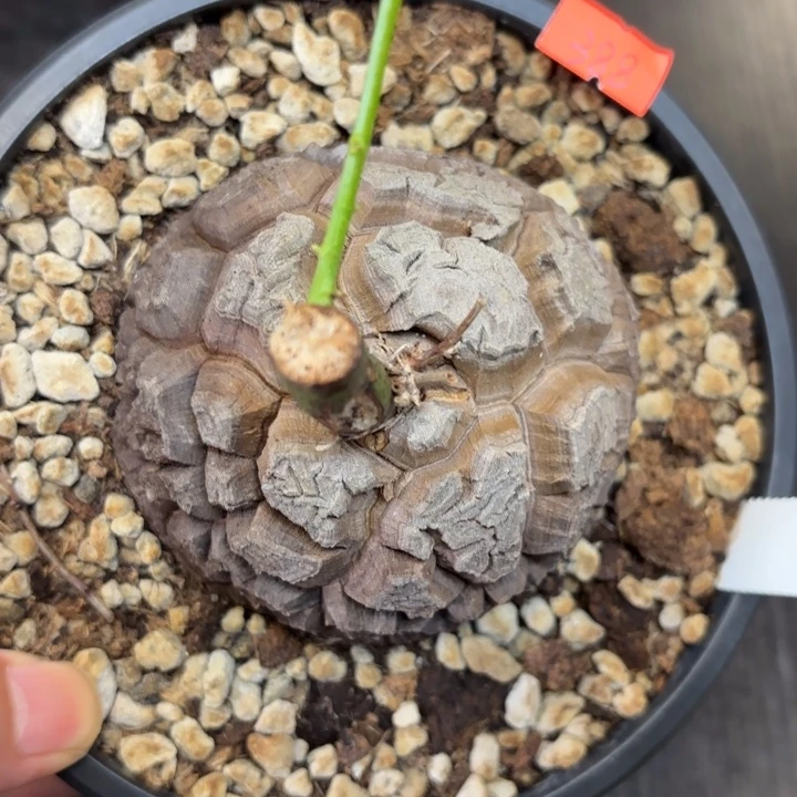 914号龟甲龙带盆包邮不退不换
