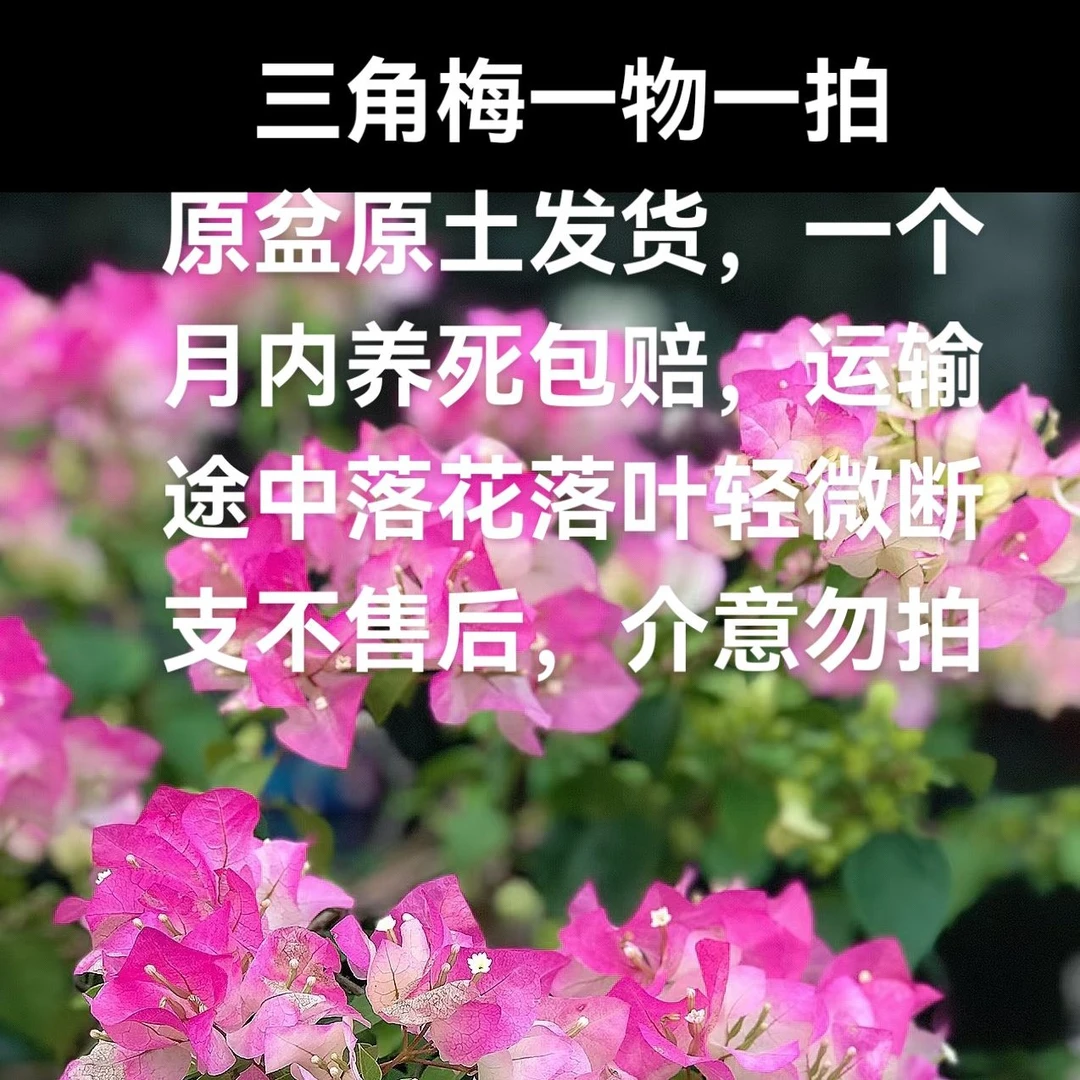 勤花丰花四季开花可爬藤三角梅盆栽好养易活适合阳台庭院
