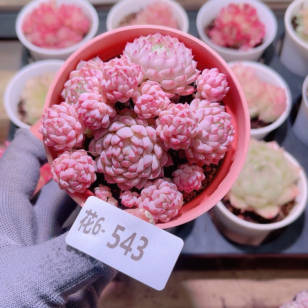 花06-543小粉莓群生