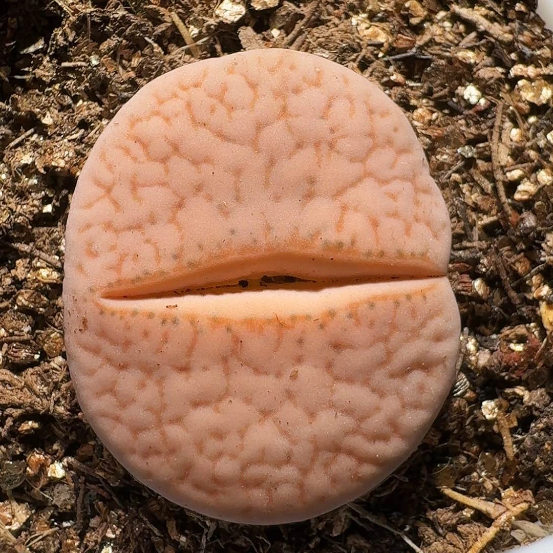 生石花等植物1111111。  233