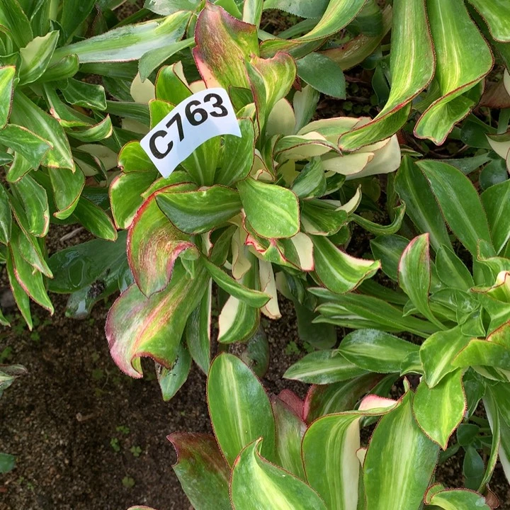 ?****?冰七彩763多肉植物