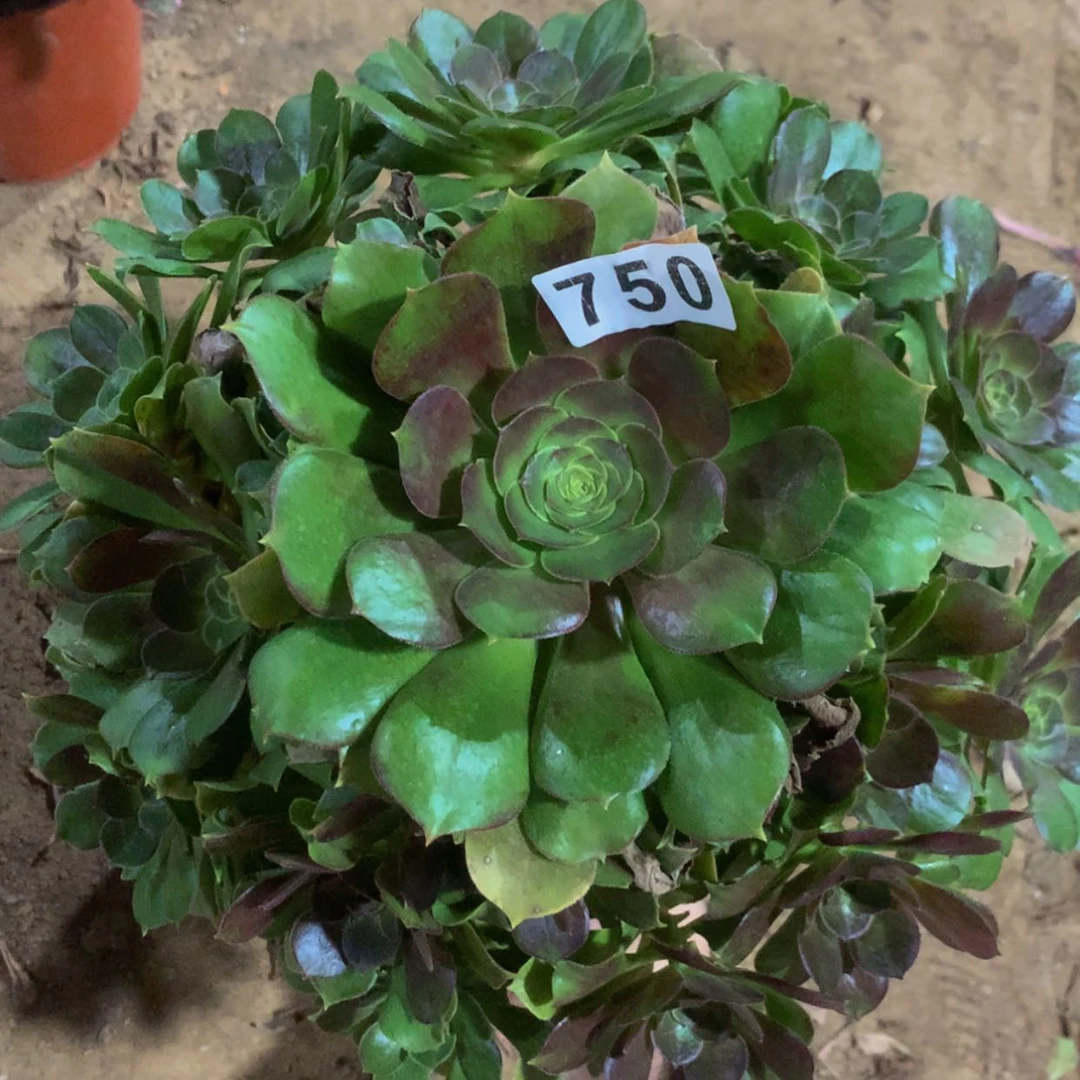 【闪购商品】750玫瑰多肉