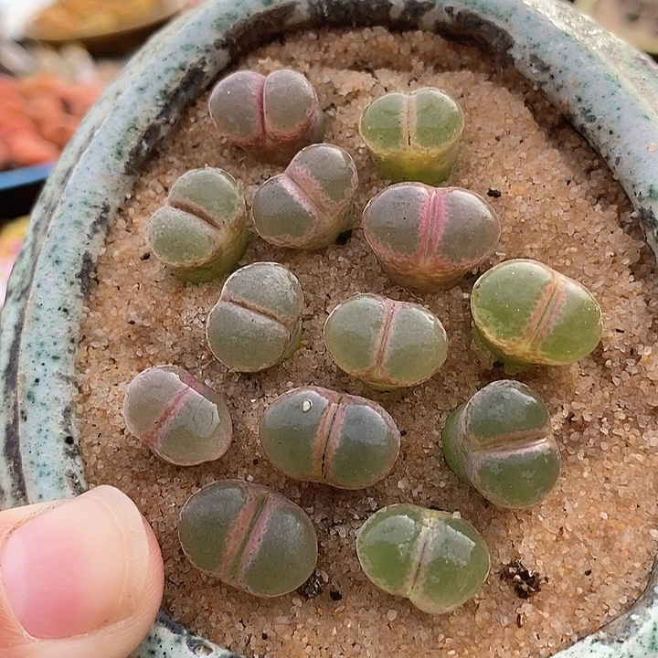 13508粉红女郎风铃一颗