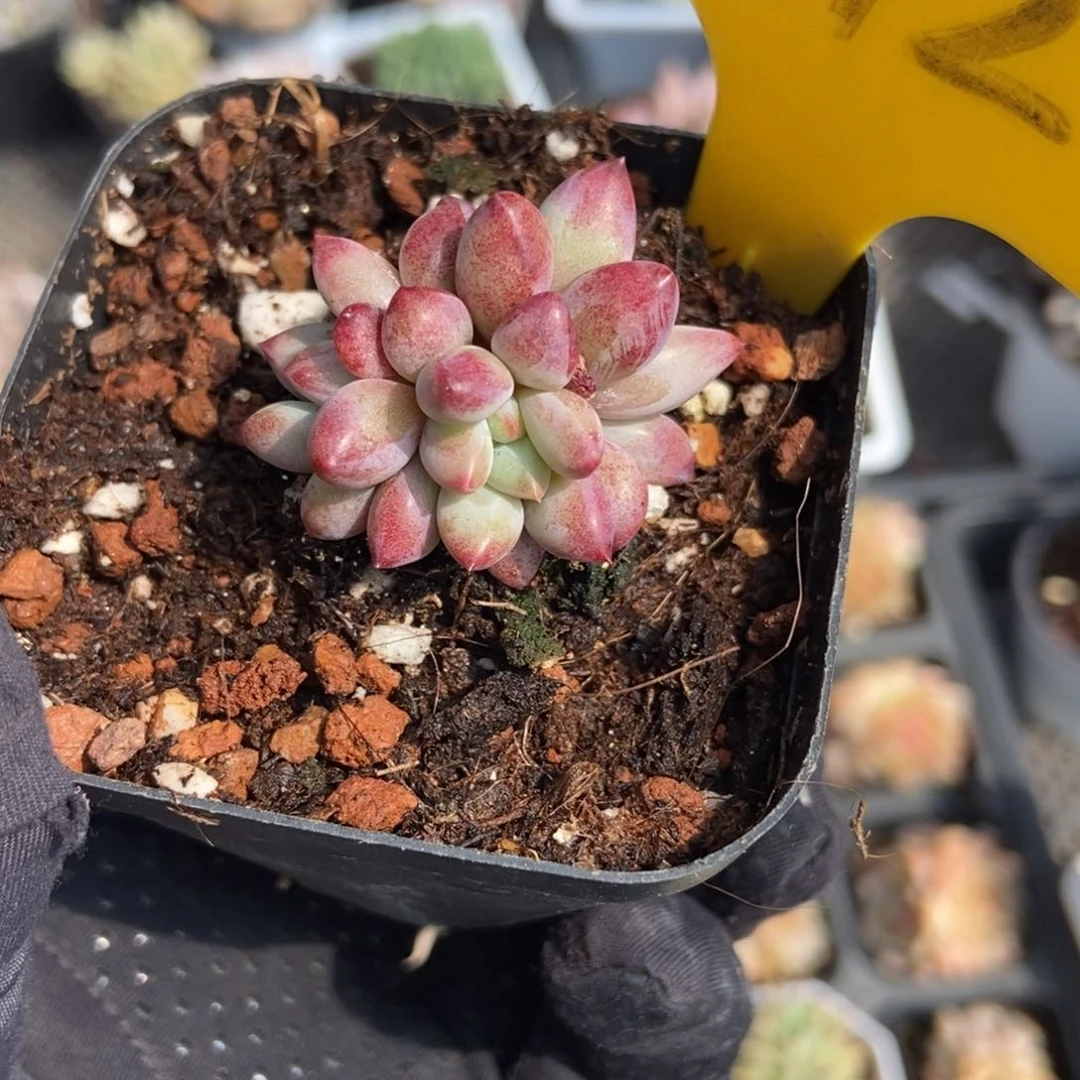 1612金鱼姬多肉植物保护