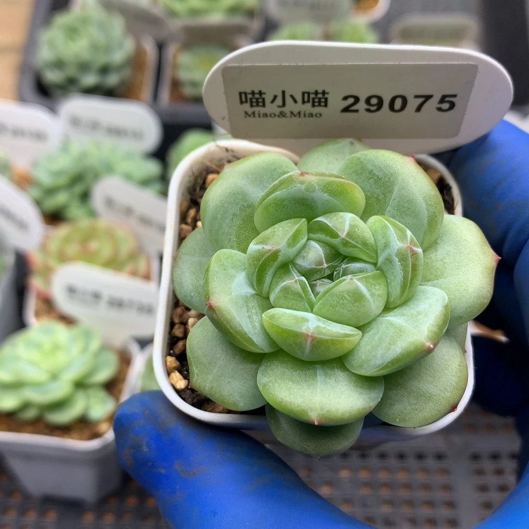 多肉植物杂交珍妮