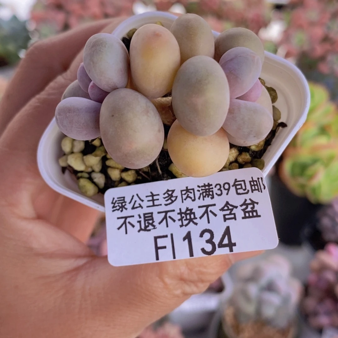 糖豆奶5cm134多肉植物