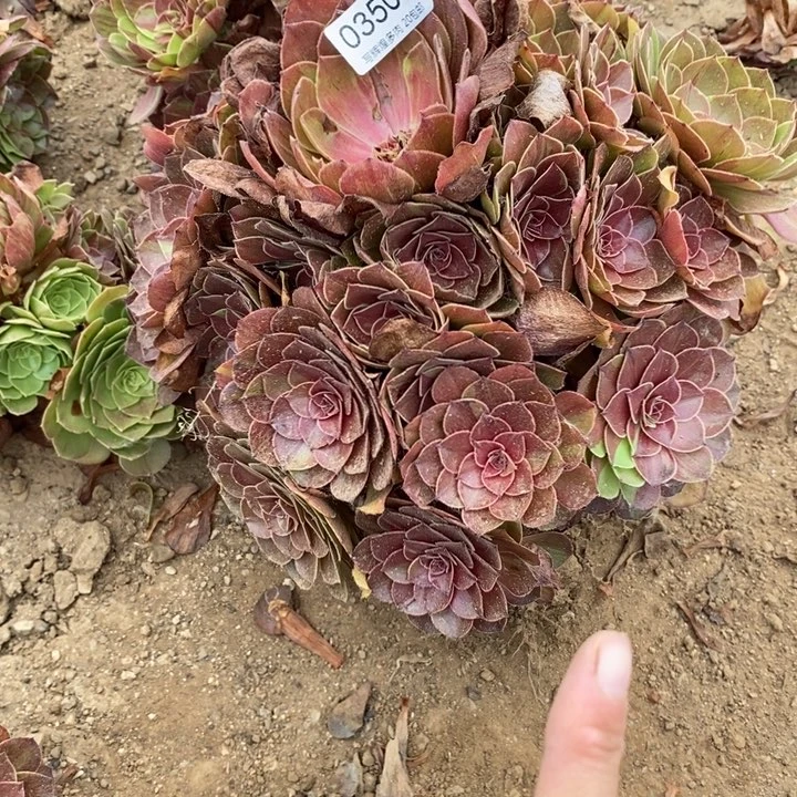 03504化学我多肉植物