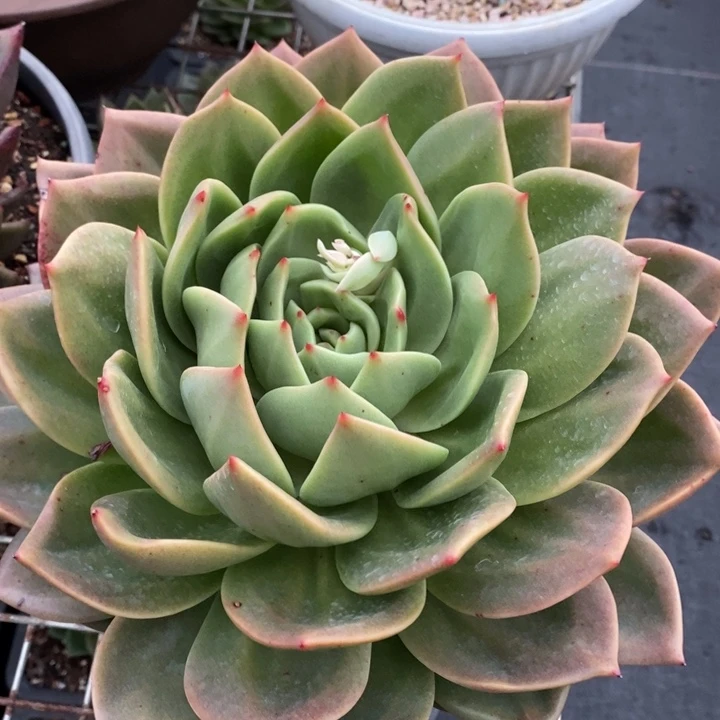 D388- 直播福利翠鸟电影