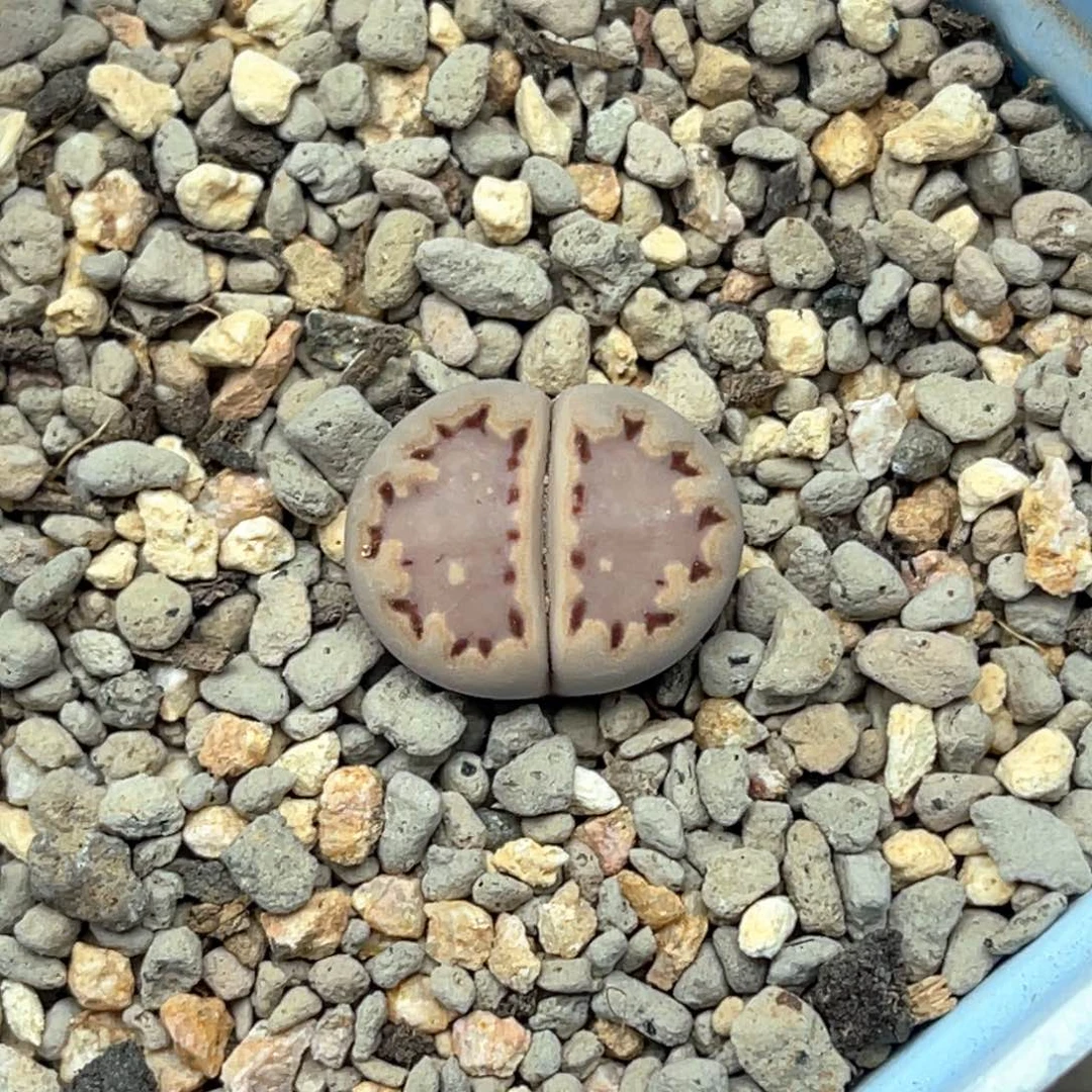 5214萌萌哒粉饼干一颗