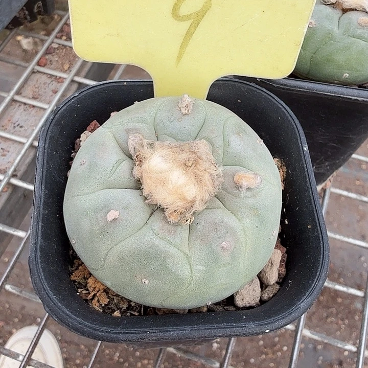 实生大海鲜5仙人球