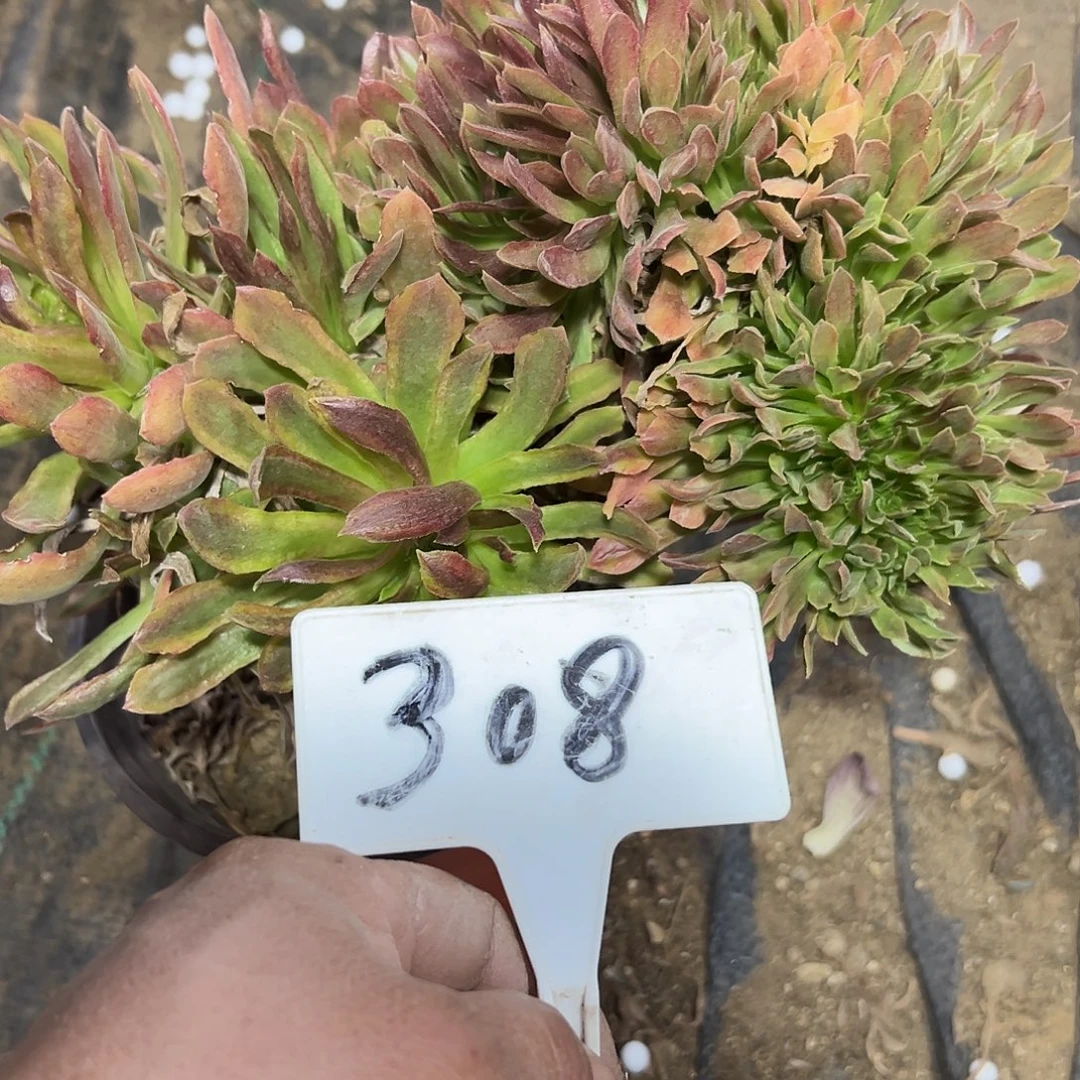 多肉植物珊瑚缀花308