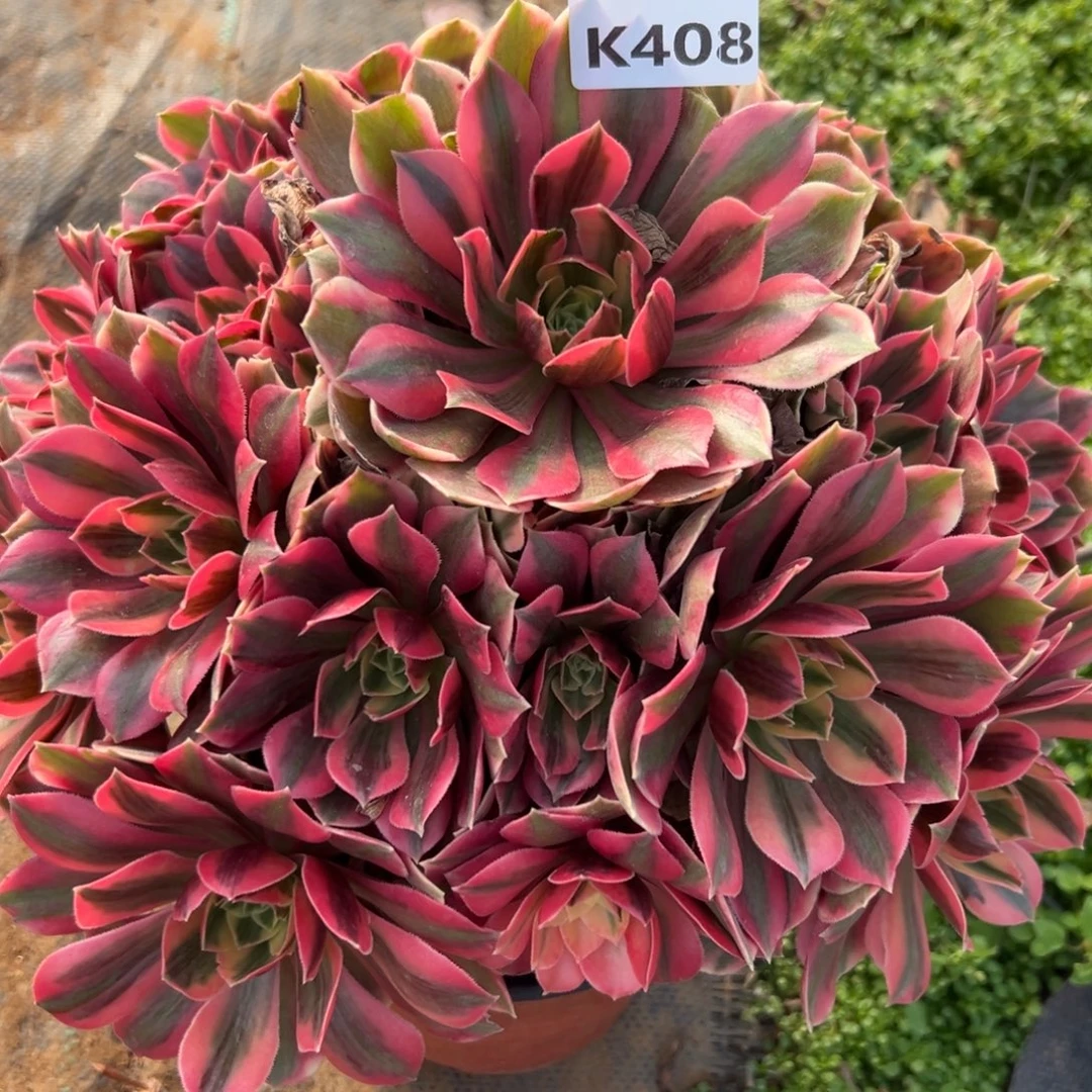 408女妖，满20包邮