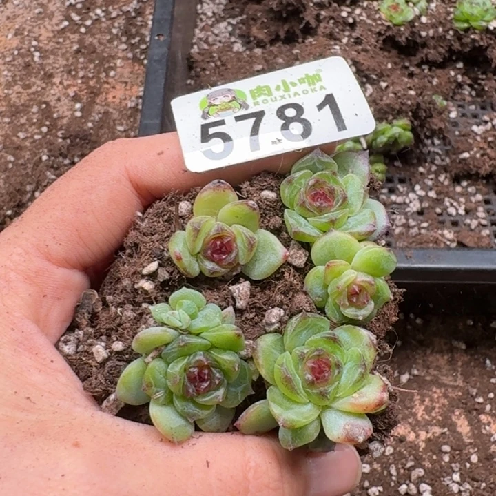 多肉植物多肉植物