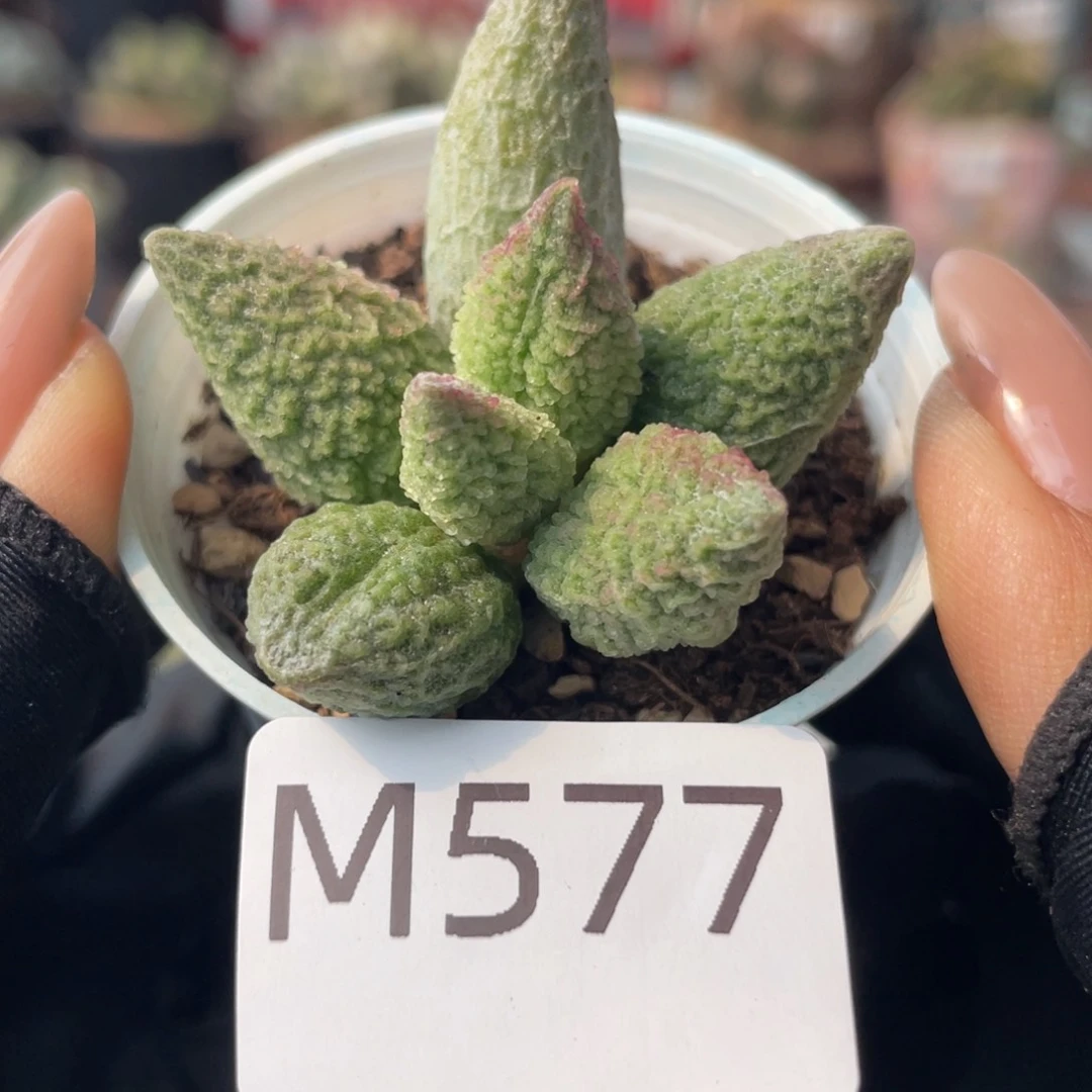 湫*   龙珠。 577。