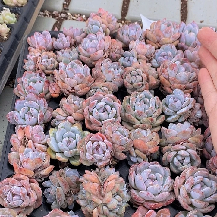 6 多肉植物盆栽花卉植物