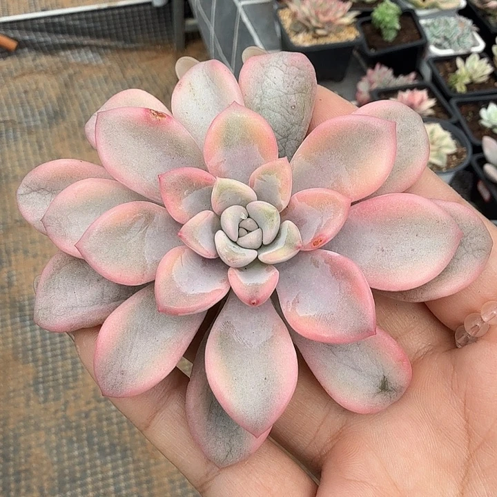 大**?花斑路锦欢迎宝宝