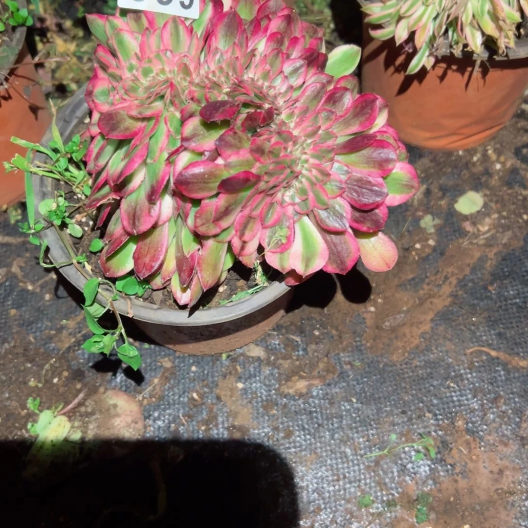 339 号多肉植物新年