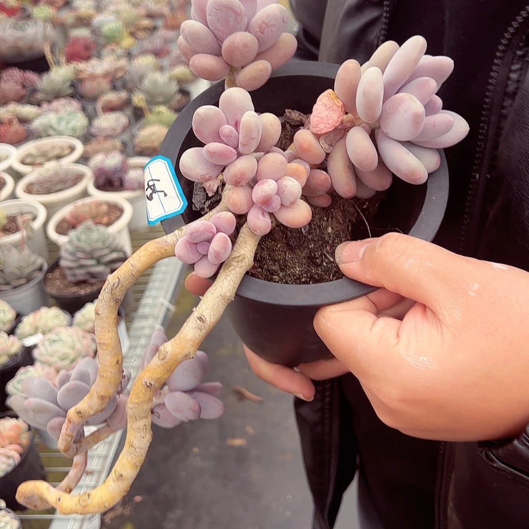 蛋黄奶五头群多肉