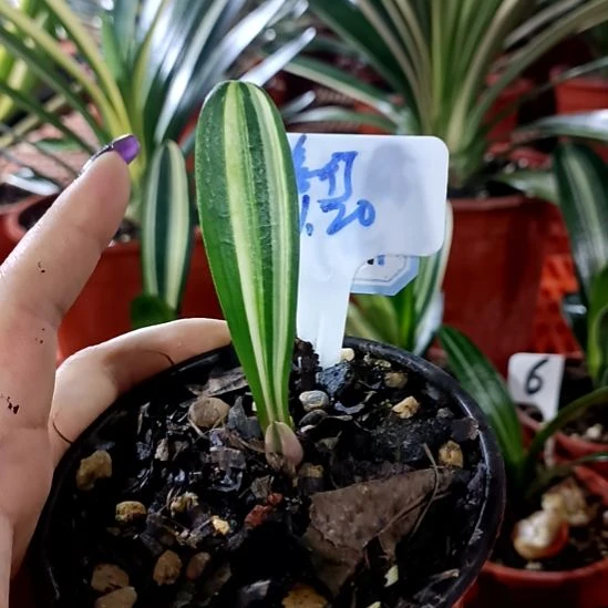 依***行君子兰一物一拍谢谢