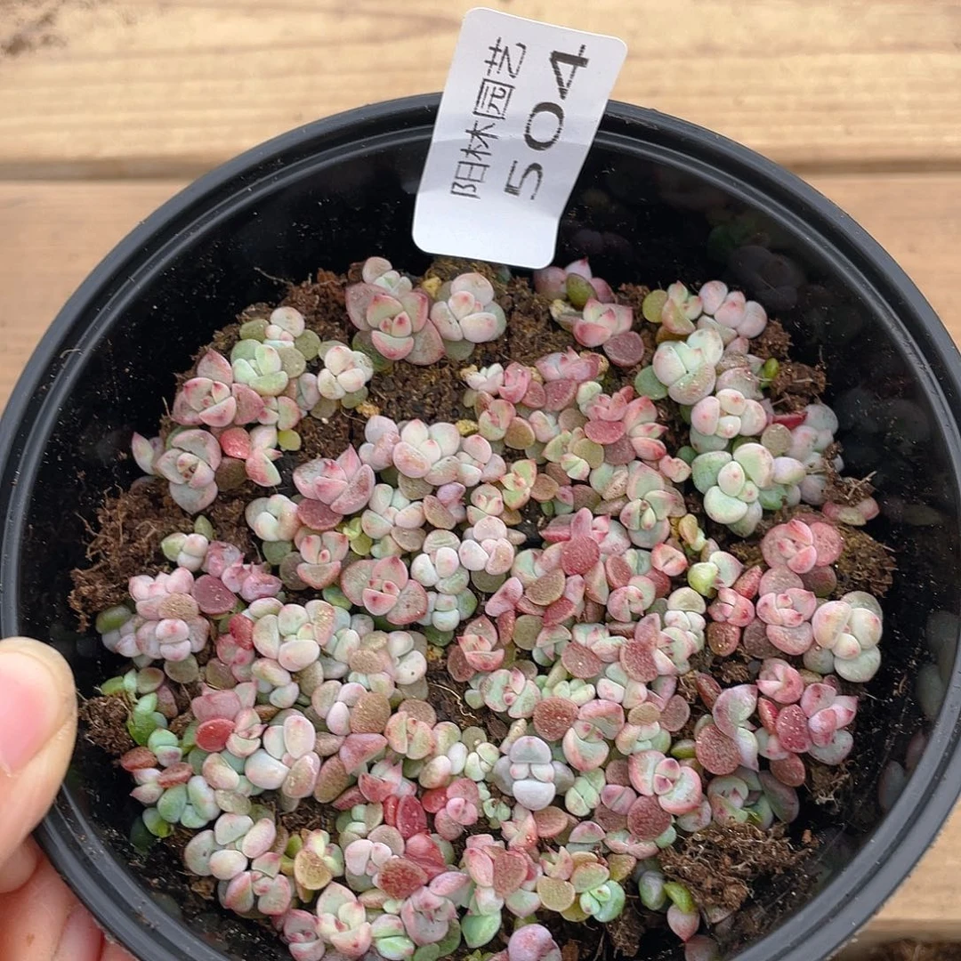 多肉植物多肉植物504