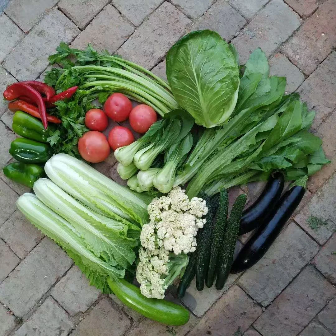 呼市本地生态蔬菜组合农场直营现摘现发