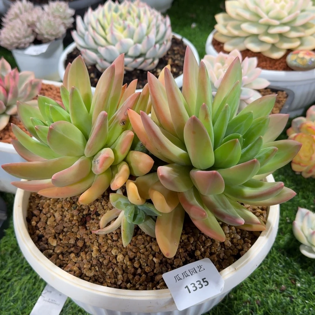 1335海洋之歌多肉植物