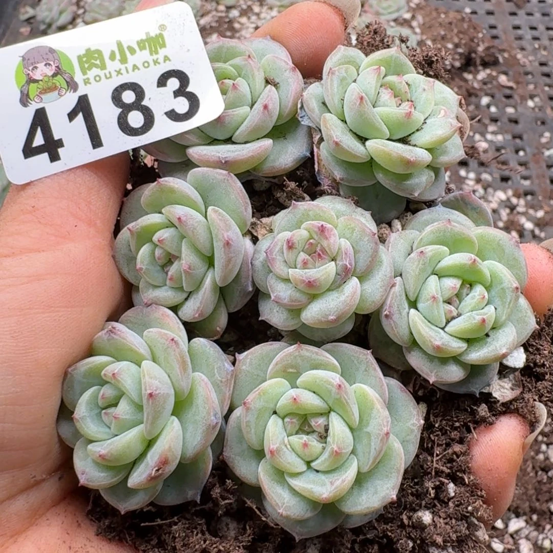 多肉植物多肉植物