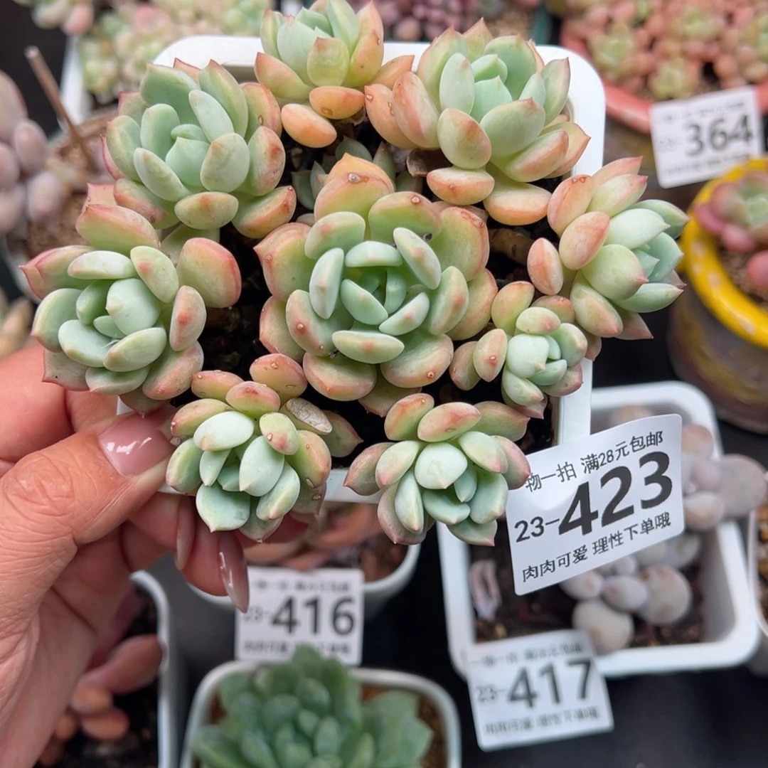 蜜桃格林多肉多肉多肉多肉