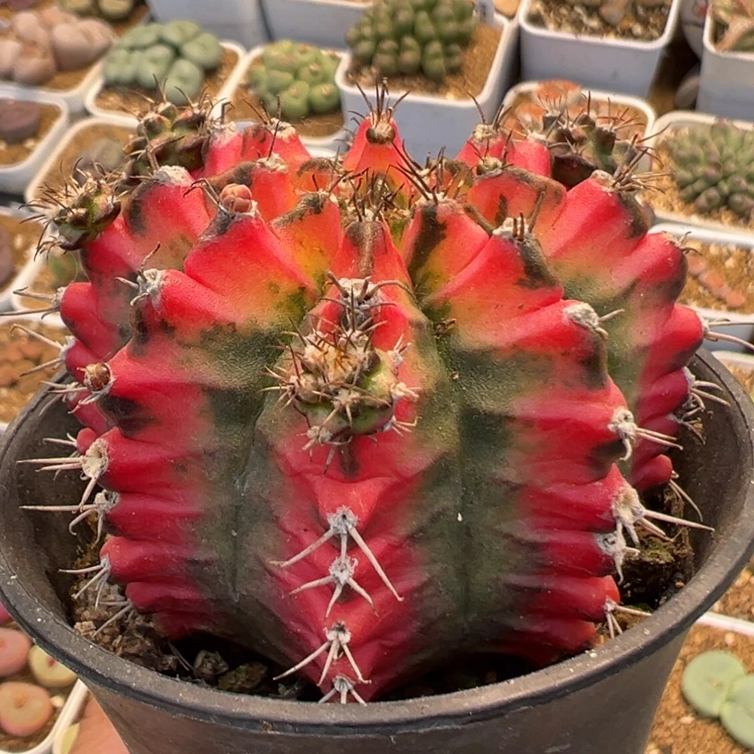 109多肉植物百科植物