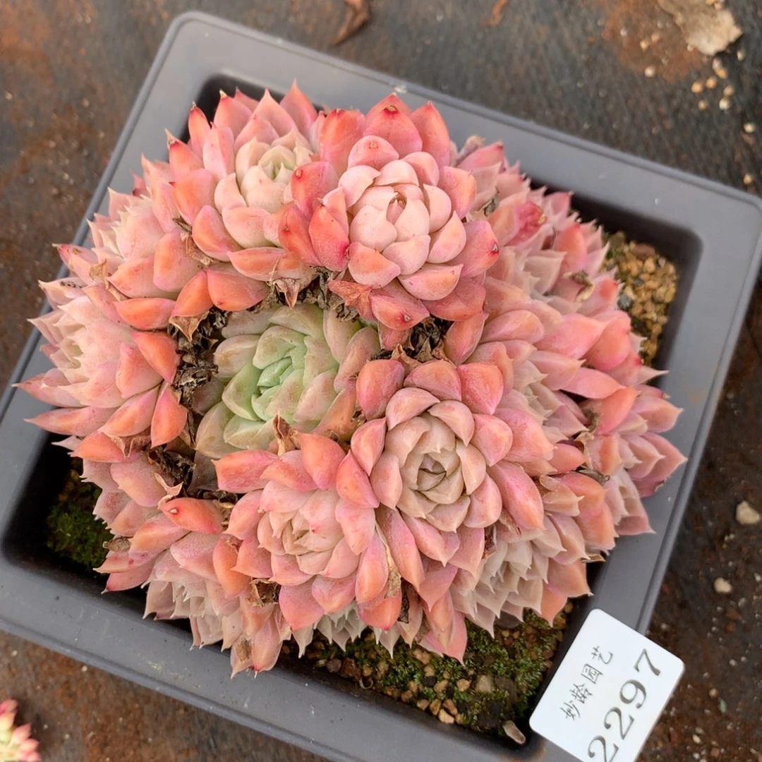 2297杂交精品基地14厘米