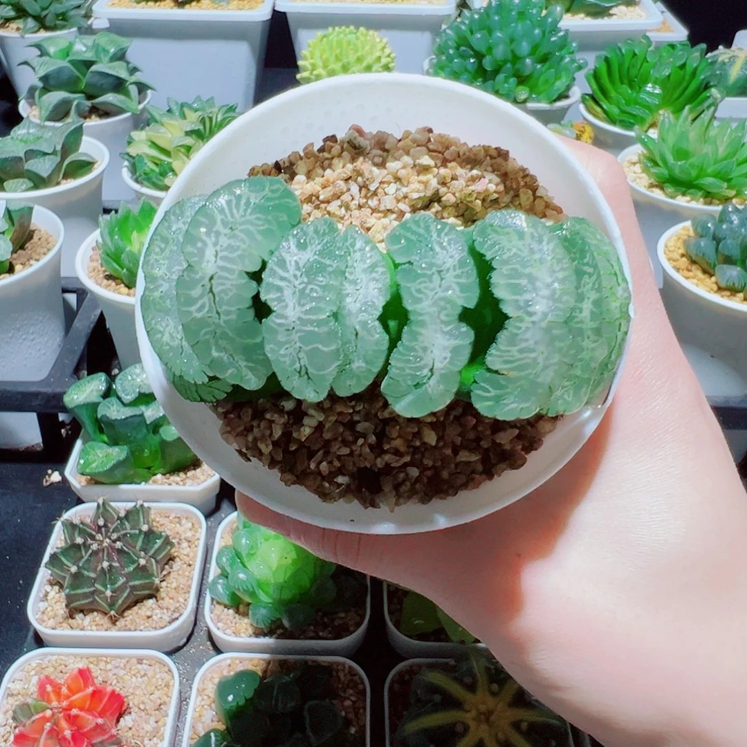 福利，虞姬玉扇，16.8