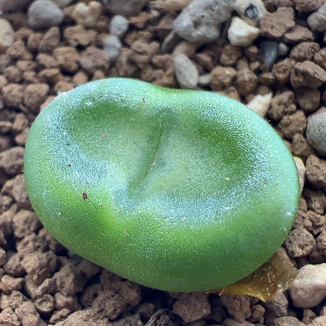 1808水晶鞋母本一颗