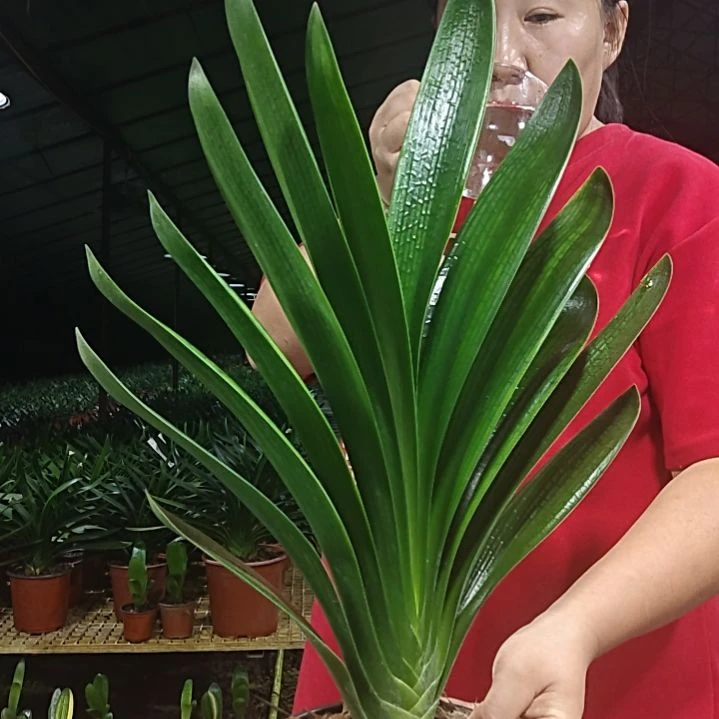 红***哥无花朵红哥    50