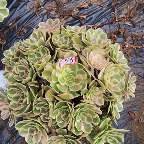 布加迪老桩捧花56号