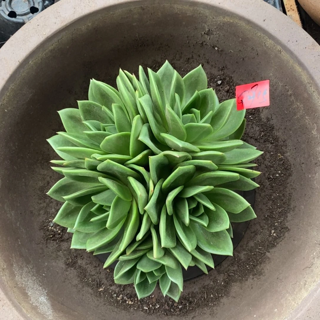 多肉植物多肉植物88