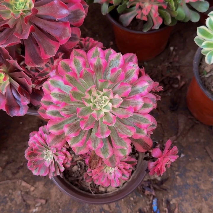 红彤白9号棚9.9。