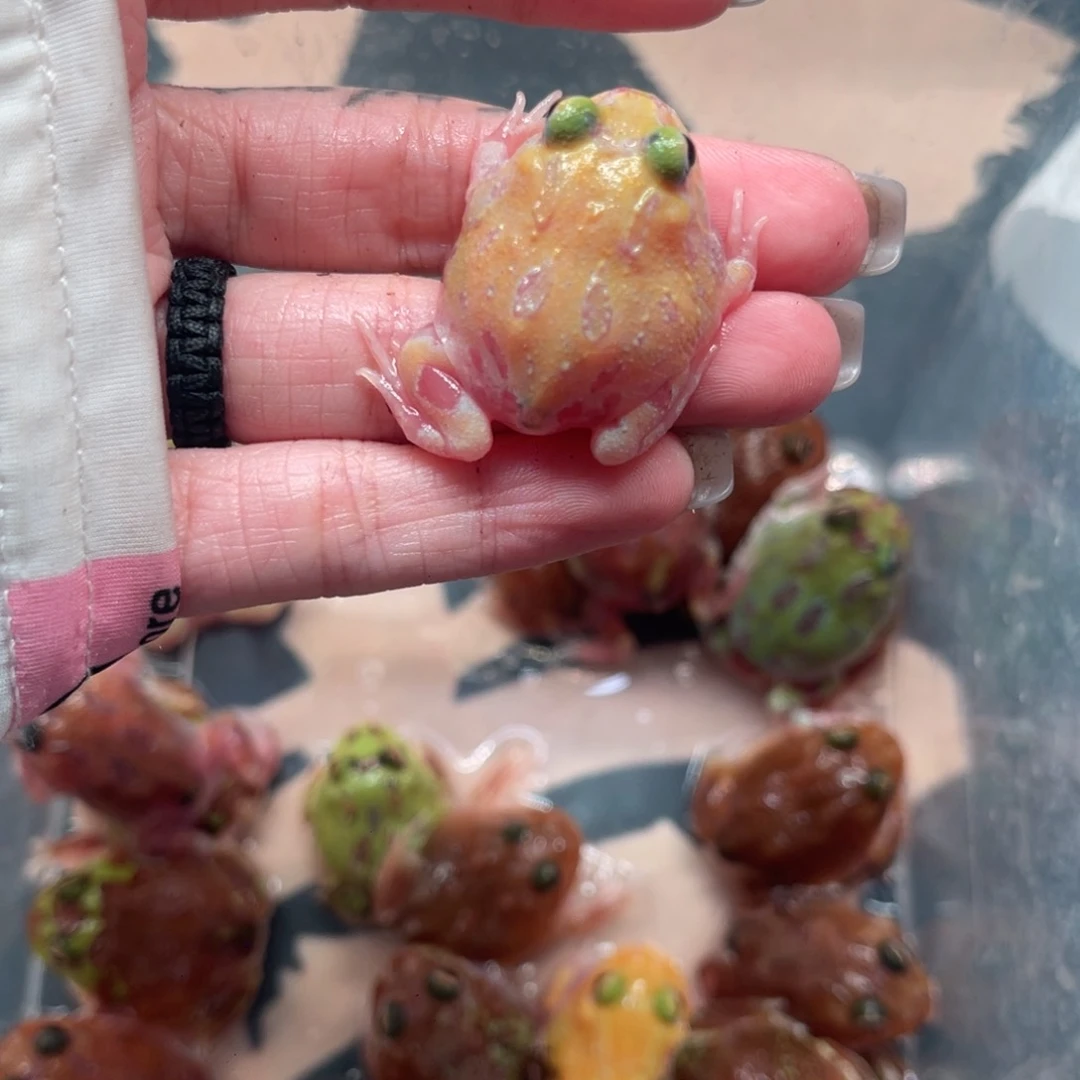 角蛙特价微瑕白变一只