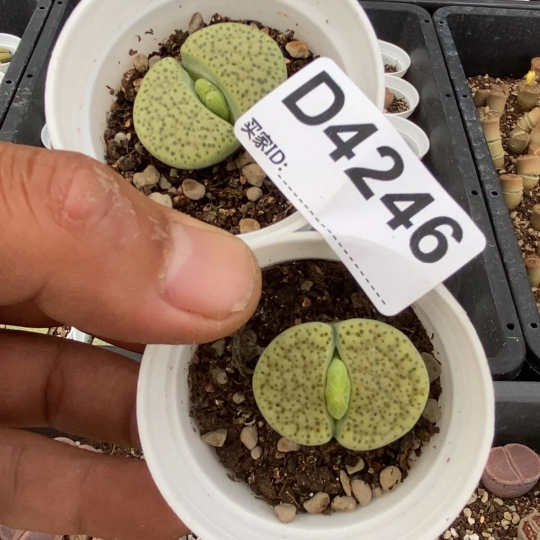 4246 直播间一物一拍