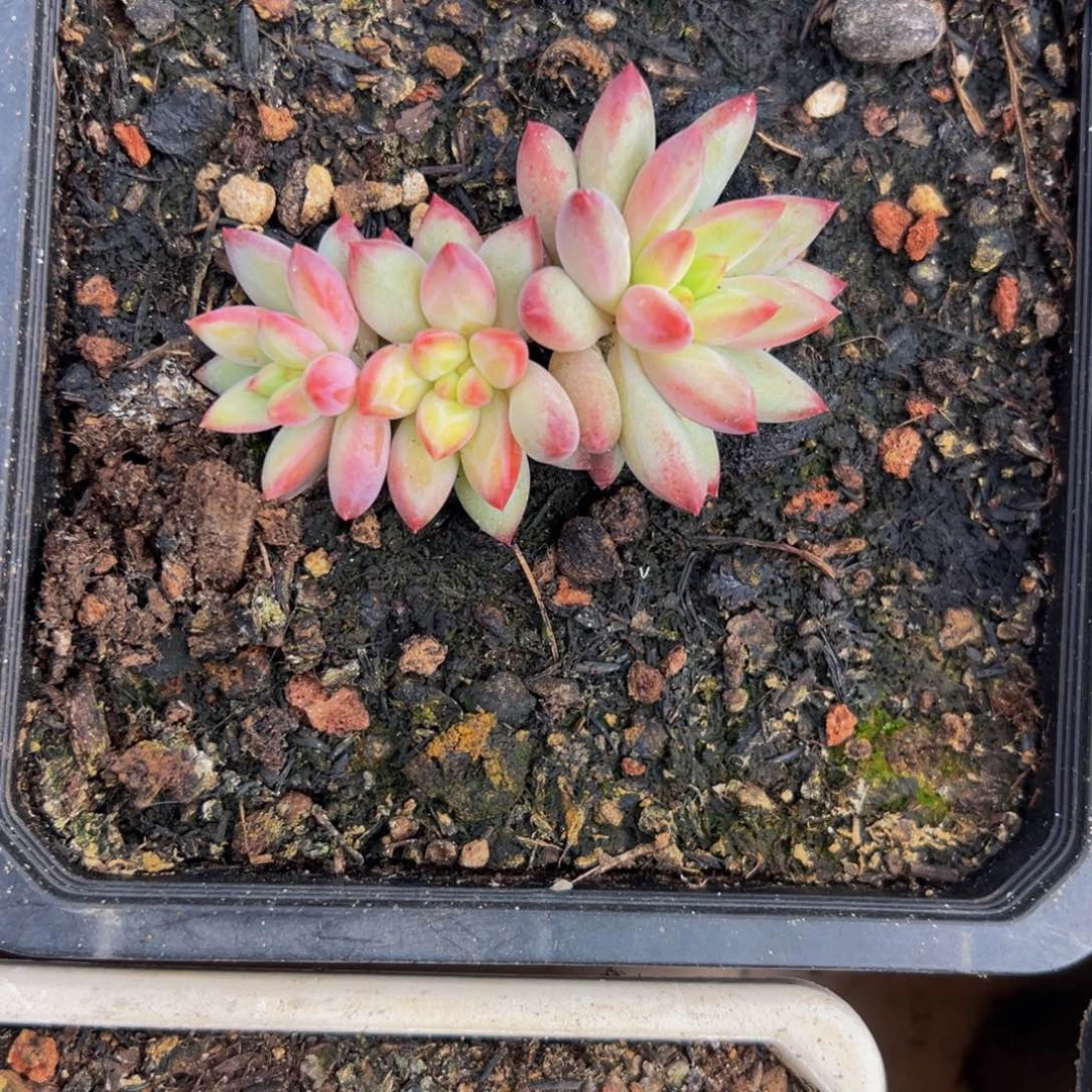 *****优选个体一颗mmmmmm