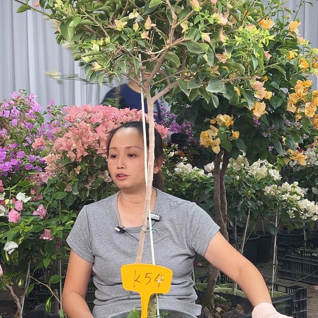 不***说大部分花苞少量开放K54卡亚塔