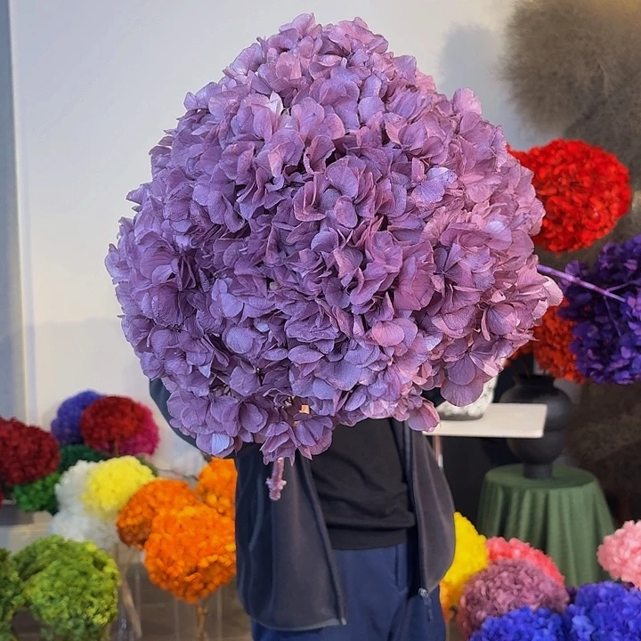 漂色永生大叶绣球2枝 香芋紫