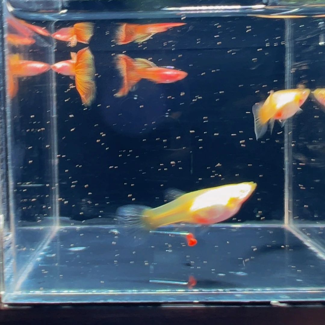 孔雀鱼金属黄蕾丝白子2对